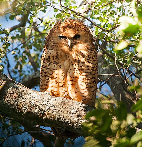 Pel's Fishing Owl
